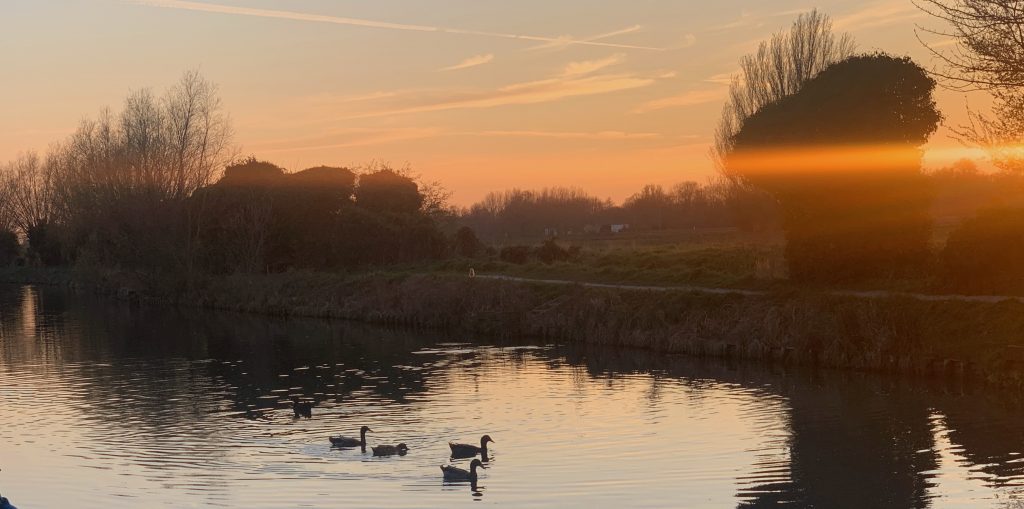 Ducks on a river at sunset